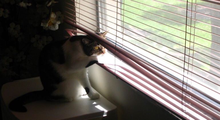 Cat looking through aluminum blinds in St. George.
